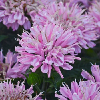 Monarda didyma 'Pink Frosting' 