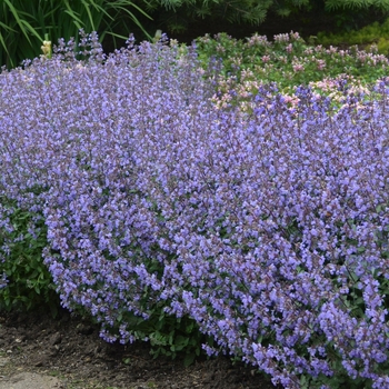 Nepeta x faassenii 'Purrsian Blue' 