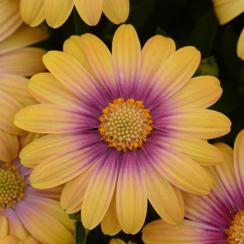 Osteospermum ecklonis 'Blushing Beauty' 