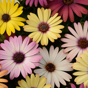 Osteospermum ecklonis 'Grand Canyon Mixture' 