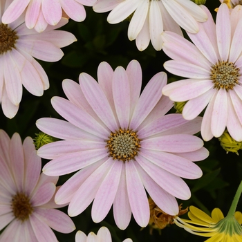 Osteospermum ecklonis Serenity™ 'Spring Day'