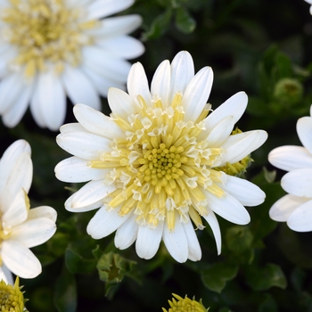 Osteospermum 'Lemon Ice' 