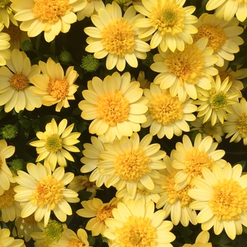 Osteospermum 'Sunburst' 