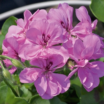 Pelargonium peltatum 'Amethyst' 