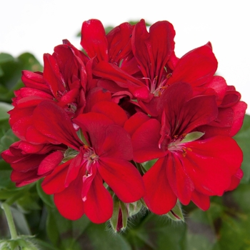 Pelargonium peltatum 'Purple Red' 