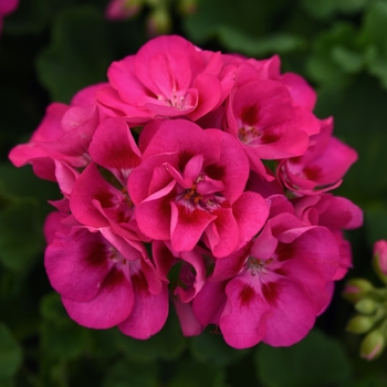 Pelargonium x hortorum 'Hot Rose+Eye' 