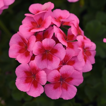 Pelargonium x hortorum 'Pink+Big Eye' 