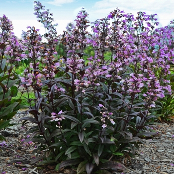 Penstemon digitalis 'Blackbeard'