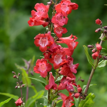 Penstemon 'Cherry Sparks'