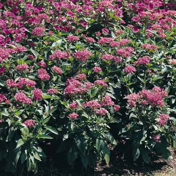 Pentas lanceolata Butterfly™ 'Orchid'