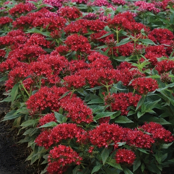 Pentas lanceolata Lucky Star™ 'Dark Red'