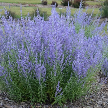 Perovskia atriplicifolia 'Blue Jean Baby' 