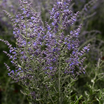 Perovskia atriplicifolia 'Blue Steel' 