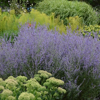 Perovskia atriplicifolia 'Rocketman' 