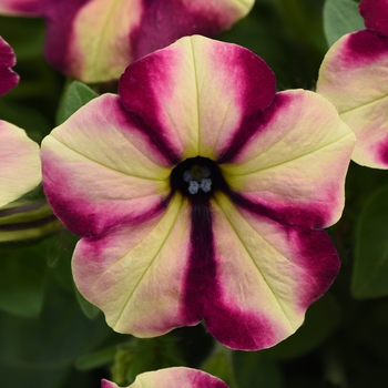 Petunia Headliner™ Banana Cherry Swirl