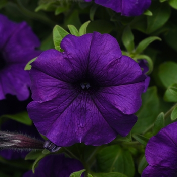 Petunia 'Combo Blue' 