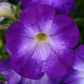 Petunia 'Bluerific' 