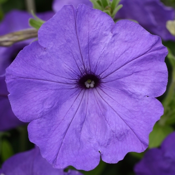 Petunia 'Ocean Blue' 