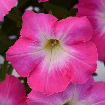 Petunia 'Pinkceptional' 