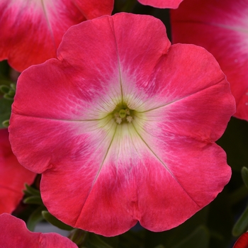 Petunia 'Redtastic' 