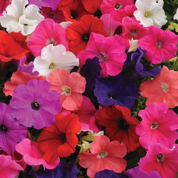 Petunia 'Mixture' 