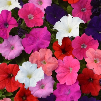 Petunia Pretty Flora™ 'Mixture' (119460)