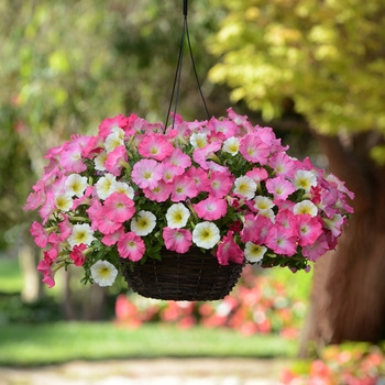 Petunia Fusables® 'Rise N Shine'