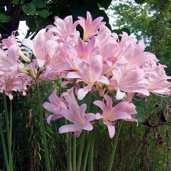 Lycoris squamigera