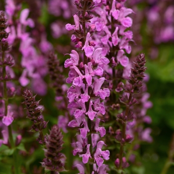 Salvia nemorosa 'Rose Marvel'