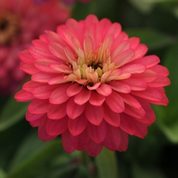 Zinnia marylandica Double Zahara™ 'Salmon Rose'