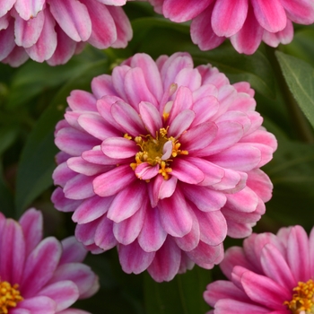 Zinnia marylandica 'Raspberry Ripple' 