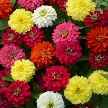 Zinnia marylandica Double Zahara™ 'Mixture'