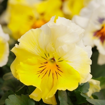 Viola x wittrockiana Frizzle Sizzle 'Lemonade'