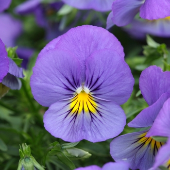 Viola x wittrockiana 'Blue Skies' 