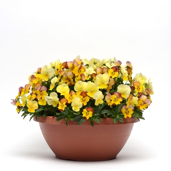 Viola cornuta Fusables®' 'Sunset Boulevard'