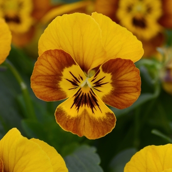 Viola cornuta Sorbet® 'Honeybee'