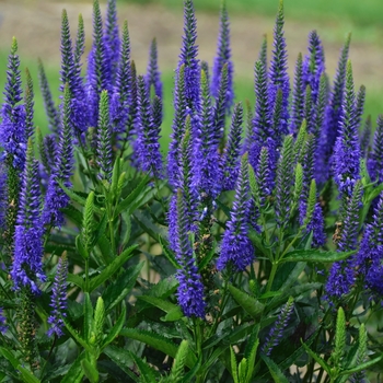 Veronica longifolia 'Royal Rembrandt' PP29377