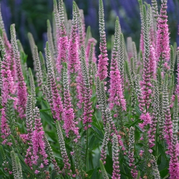 Veronica longifolia 'Perfectly Picasso'