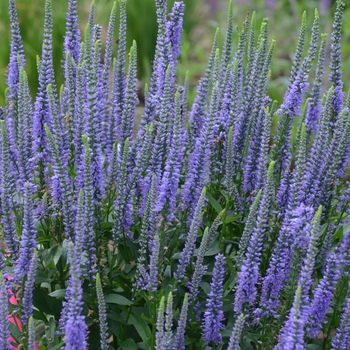 Veronica longifolia 'Blue Skywalker'