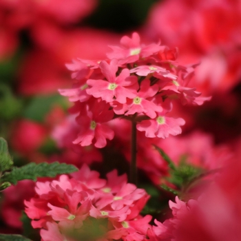 Verbena peruviana 'Wild Rose' 