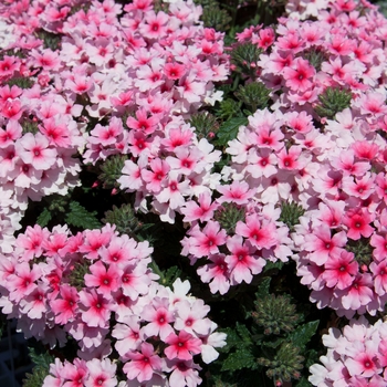 Verbena 'Pink+Red Eye' 