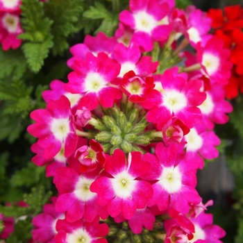 Verbena 'Dark Pink' 