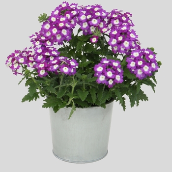 Verbena 'Violet+Eye' 