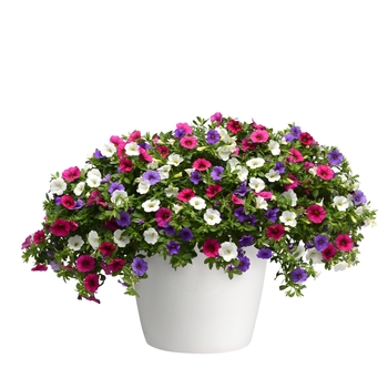 Calibrachoa Trixi® 'Wild Berry'