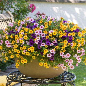 Calibrachoa 'Sweet Candy' 