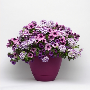 Combination Planter Trixi® 'Starlight Starbright'