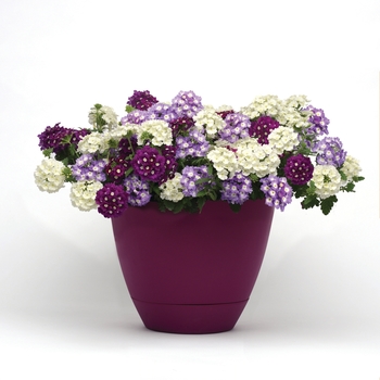 Verbena Trixi® 'Soul'