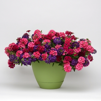 Verbena Trixi® 'Royal Castle'