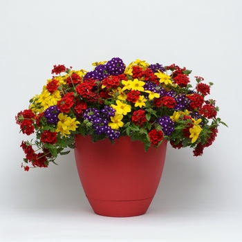 Combination Planter Trixi® 'Prime Time'