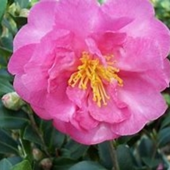 Camellia sasanqua 'Stephanie Golden' 